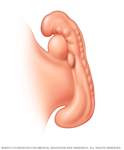 Illustration of embryo three weeks after conception